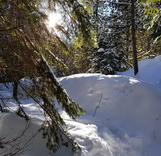 Snow-covered forest trail between evergreen trees